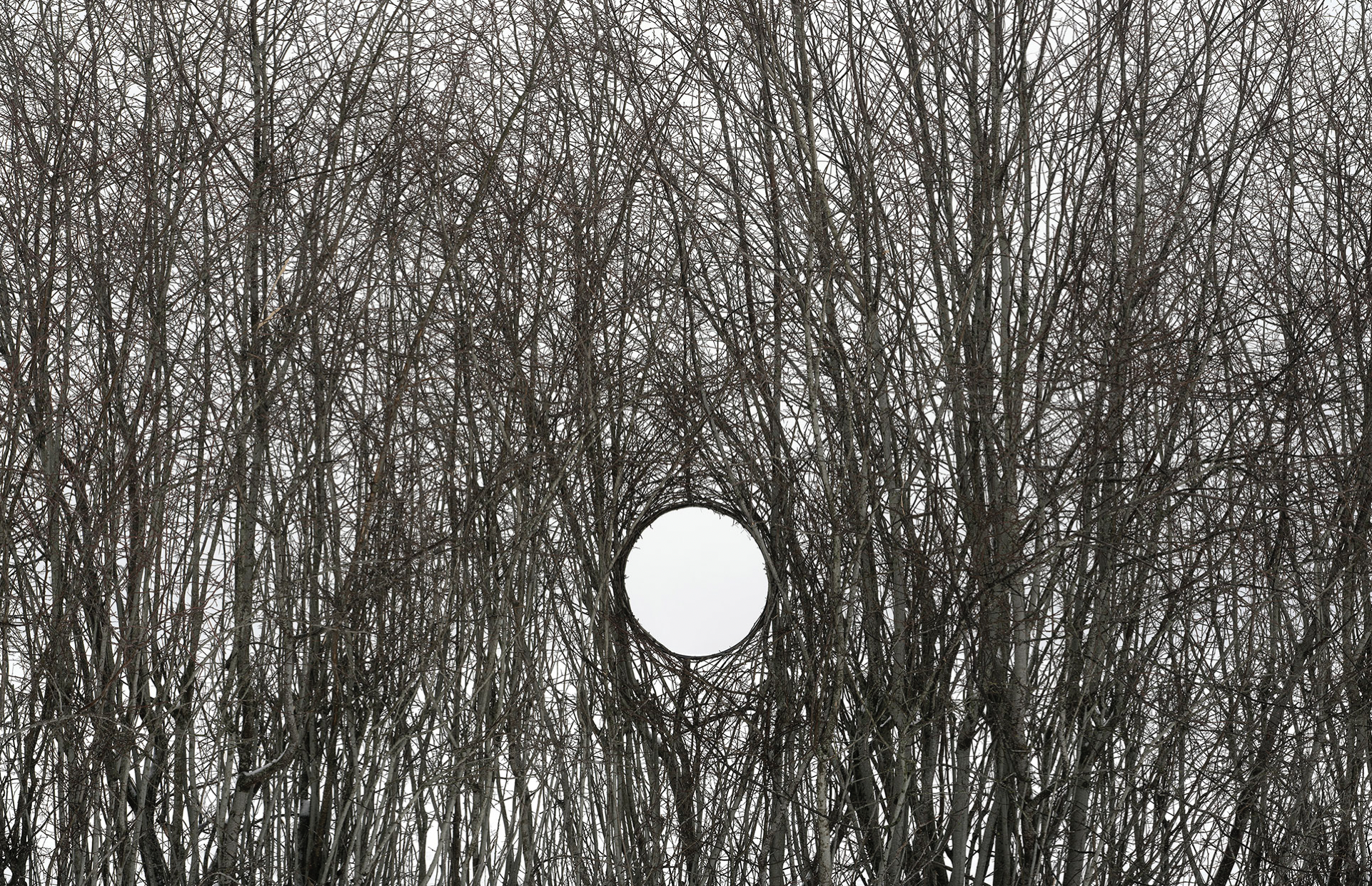 View into wooden branches with a hole in it, art intervention in nature